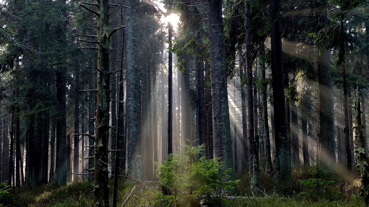 Wald mit Sonnenstrahlen � Landschaft rund um Langenenslingen